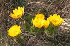 Adonis vernalis 5