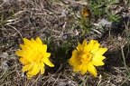Adonis vernalis 6