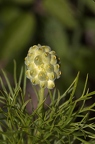 Adonis vernalis 7