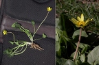 Ficaria calthifolia 2
