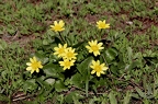 Ficaria calthifolia 4