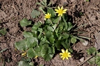 Ficaria calthifolia 6