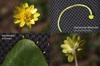 Ficaria calthifolia