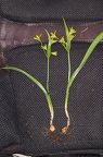 Gagea lutea 02
