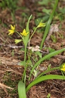 Gagea lutea
