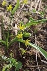 Gagea lutea 04