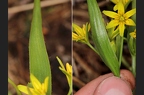 Gagea lutea 05