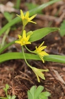 Gagea lutea 03