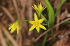 Gagea lutea 06
