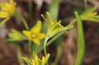 Gagea lutea 07