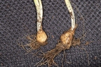 Gagea lutea 08