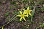 Gagea lutea 09