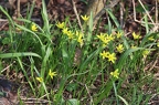 Gagea lutea 10