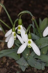 Galanthus elwesii