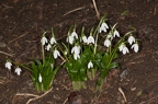Galanthus woronowii