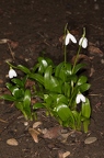 Galanthus woronowii 2