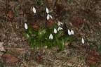 Galanthus woronowii 3