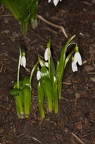 Galanthus woronowii 5