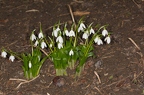 Galanthus woronowii 4