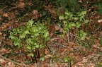 Helleborus viridis