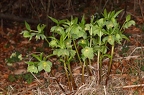 Helleborus viridis 02