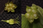 Helleborus viridis 03