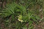 Helleborus viridis 05