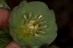 Helleborus viridis 09