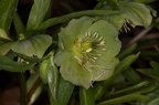 Helleborus viridis 10