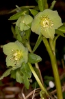 Helleborus viridis 16