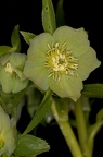 Helleborus viridis 17
