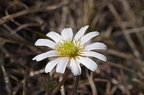 Callianthemum anemonoides