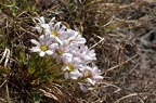 Callianthemum anemonoides 4