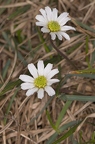 Callianthemum anemonoides 6