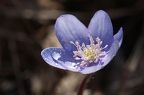 Hepatica nobilis