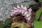 Lathraea squamaria 1