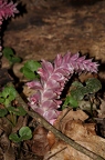 Lathraea squamaria 2