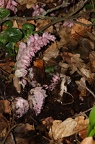 Lathraea squamaria 4