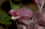 Lathraea squamaria 3