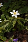 Anemone nemorosa