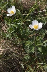 Anemone sylvestris 2