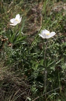 Anemone sylvestris