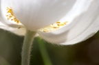 Anemone sylvestris 3