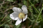 Anemone sylvestris 4