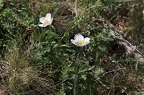 Anemone sylvestris 5