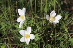 Anemone sylvestris 6