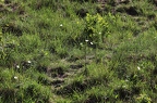 Anemone sylvestris 7