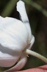 Anemone sylvestris 8