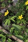 Anemone ranunculoides