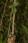 Berberis vulgaris 03